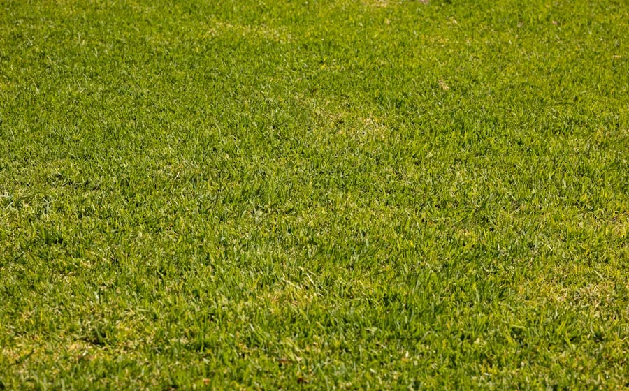 After: dense healthy turf, Beaufort SC