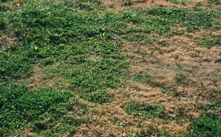 Before: patchy weedy lawn, Bluffton SC