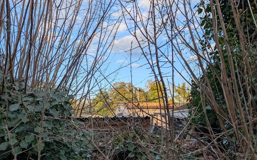Before: overgrown landscape beds, Hilton Head SC