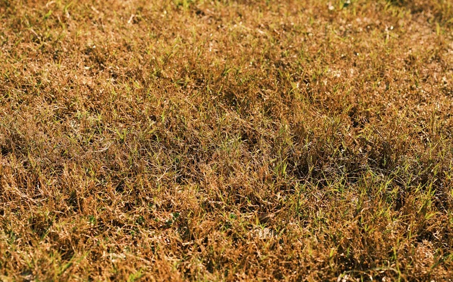 Brown and green dry lawn during summer drought