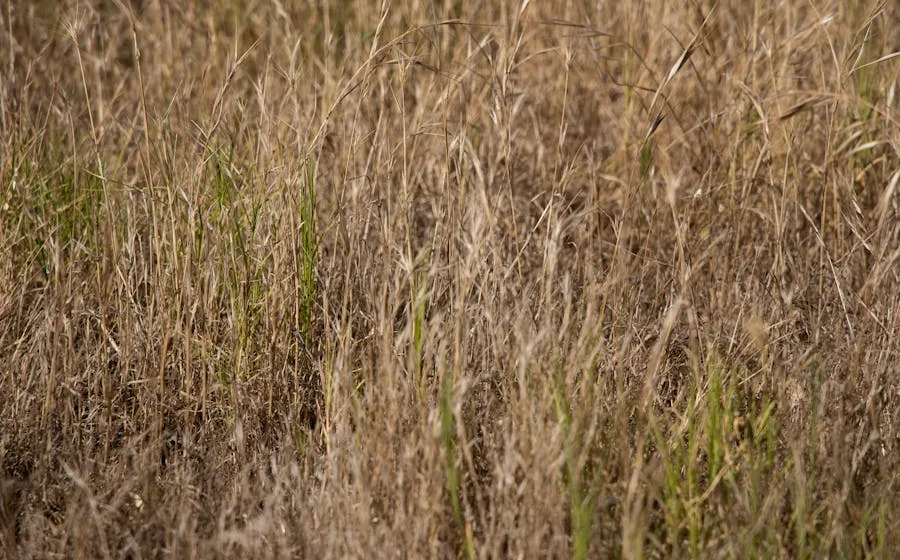 Yellowed dry grass showing signs of lawn pest damage