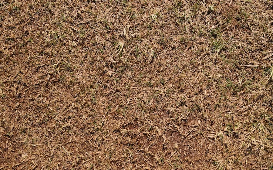 Patchy uneven grass with bare soil spots