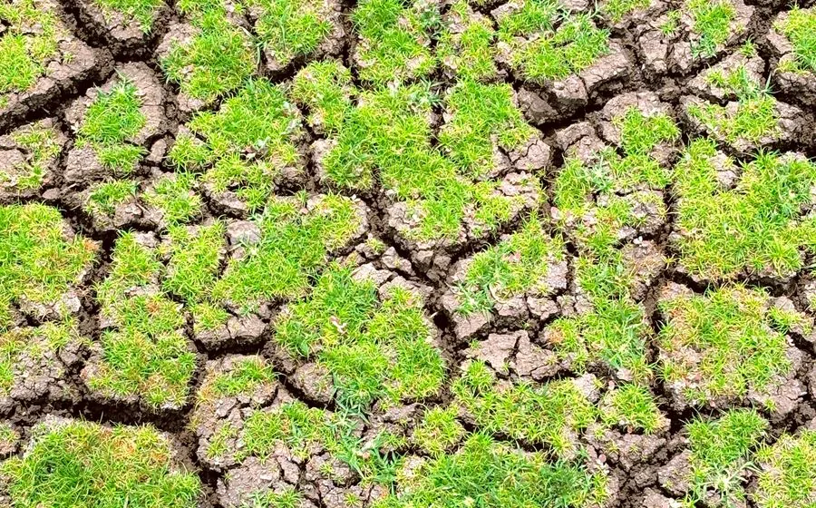Thinning sparse lawn with cracked soil visible