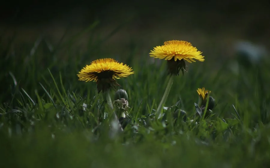 Yellow dandelion weeds in a Lowcountry lawn